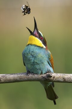 Bee-eater (Merops apiaster) newcomer in Saxony-Anhalt, blaze of colour, approaching, flying, wings spreading, foraging, with food in beak, sting of bumblebee removed, wings spreading, insect as prey, bumblebee, sunrise, Saxony-Anhalt, Middle Elbe Biosphere Reserve, Germany