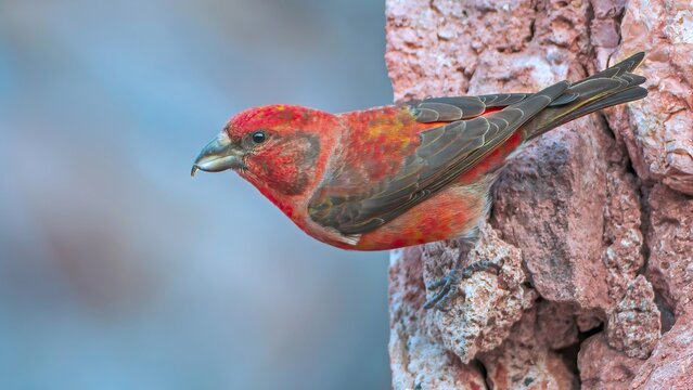 Spruce Crossbill (Loxia curvirostra) Finch, male, foraging for minerals, splendid plumage, courtship display, Catalan Alps, Spain