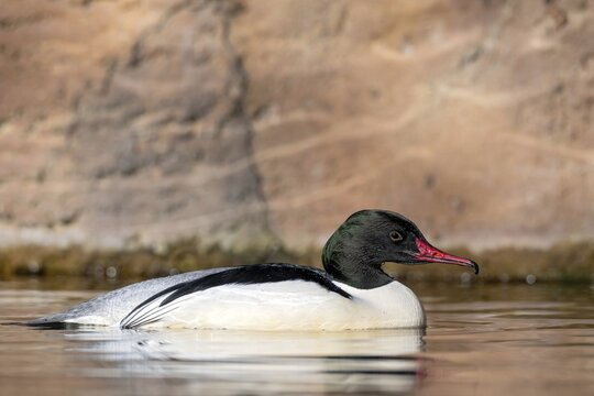 Goosander (Mergus merganser), male, swimming at the water's edge, captive, Alpine Zoo, Innsbruck, Tyrol, Austria