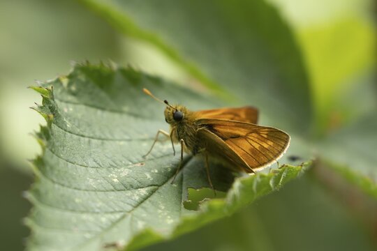 Large skipper butterfly (Ochlodes sylvanus) adult insect resting on a plant leaf, Suffolk, England, United Kingdom