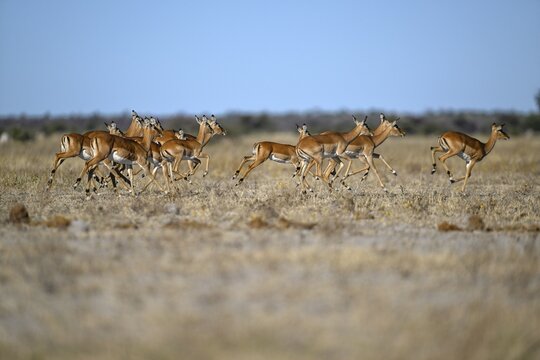 Black verse impala (Aepyceros melampus), Nxai Pan National Park, near Gweta, Central District, Botswana