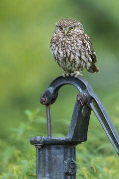 Little owl, Athena noctua