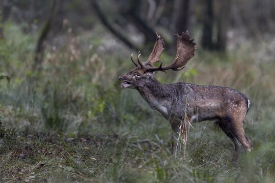 The roaring of the fallow deer (Dama dama) will only be heard for a few more days, in the first week of November peace returns, rut, mating season, deer rut, autumn, October, Germany
