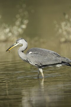 Grey heron (Ardea cinerea) small fish as prey, Allg&auml;u, Bavaria, Germany, Allg&auml;u, Bavaria, Germany