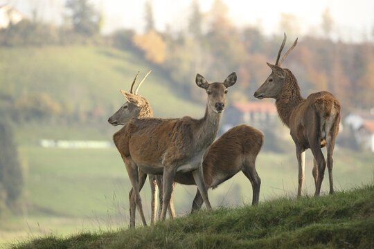Red deer (Cervus elaphus) female suckling calf, two one-year-old pintails, Allg&auml;u, Bavaria, Germany, Allg&auml;u/Bavaria, Germany