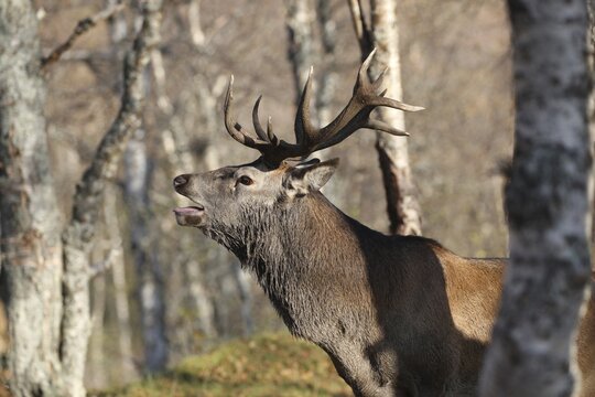 Red deer (Cervus elaphus elaphus) deer roaring during the rut in the birch forest. These are the only animals of the species Cervus elaphus elaphus worldwide that have avoided interbreeding with other subspecies. These small groups are considered endangered, Lapland, Sweden