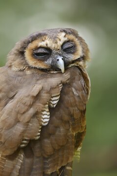 Brown wood owl (Strix leptogrammica), portrait, captive, occurrence in Asia