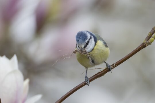 Blue tit (Cyanistes caeruleus) adult garden bird on a magnolia tree branch with spring blossom with nest material in its beak, England, United Kingdom