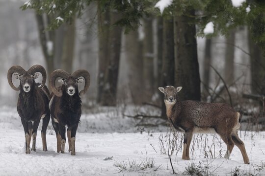 Unlike some deer species, the European mouflon (Ovis gmelini) does not live strictly separated by sex outside the mating season, rams and females often move around together, winter, snow, Germany