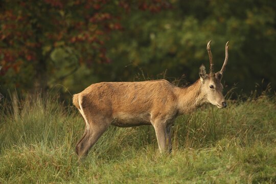 Red deer (Cervus elaphus) spit during the rut, Allg&auml;u, Bavaria, Germany, Allg&auml;u, Bavaria, Germany