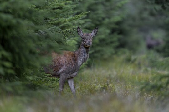 Again a red deer (Cervus elaphus) stands in front of me on the forest track, which is heavily used, in the background is another deer, rutting season, September, Denmark