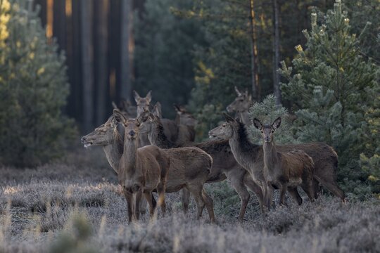 More and more red deer (Cervus elaphus) and calves come out of the forest into the clearing and apparently the doe on the far left has lost her eyesight, frost, cold, hoarfrost, morning sun, Germany
