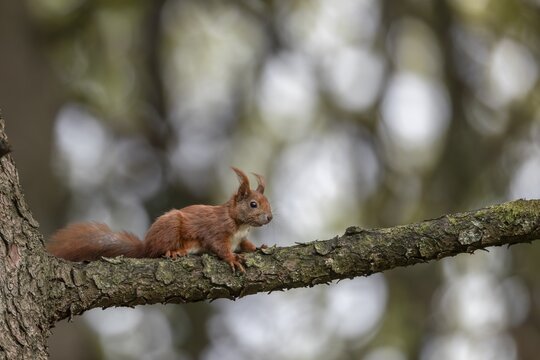Young red squirrel (Sciurus vulgaris) at the beginning of its independence, animal children, sweet, cute, May, Germany