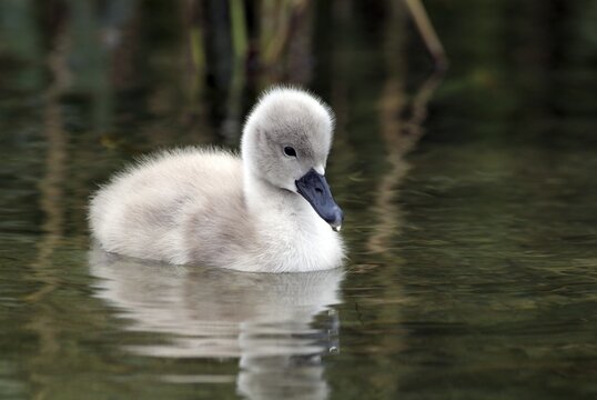 Mute Swan cygnet (Cygnus olor), Lake Reintaler-See, Kramsach, Tyrol, Austria, Europe