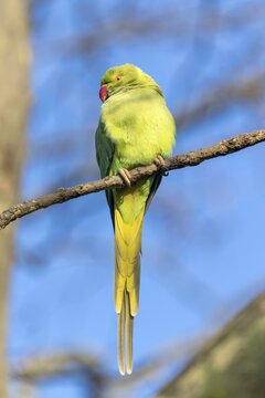 Rose-ringed parakeet (Psittacula krameri) on a branch, wildlife, Germany