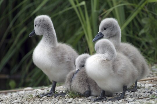 Mute Swan cygnets (Cygnus olor), Lake Reintaler-See, Kramsach, Tyrol, Austria, Europe