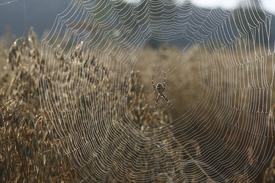 Wasp spider (Argiope bruennichi) in a web covered with dew drops, in a cornfield, Allg&auml;u, Bavaria, Germany