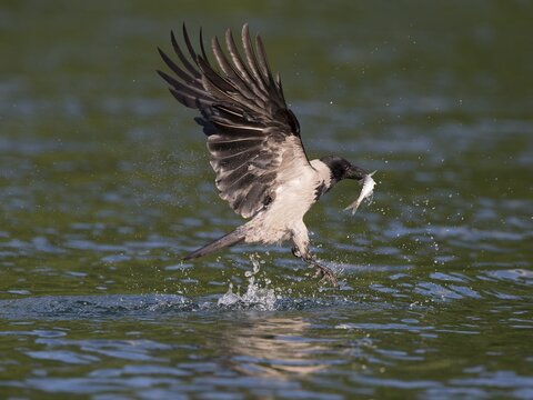 Carrion Crow (Corvus corone), hooded crow morph, Mecklenburg-Western Pomerania, Germany