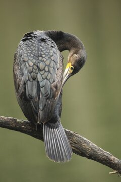 Great cormorant (Phalacrocorax carbo) Plumage care on a branch above the water, Allg&auml;u, Bavaria, Germany