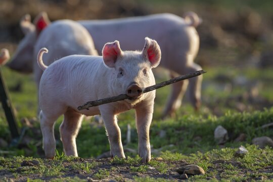 Domestic pig (Sus scrofa domesticus) juvenile baby piglet farm animal playing with a stick in a field in summer, England, United Kingdom