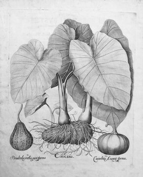 Taro (Colocasia esculenta), pumpkins, copperplate engraving by Basilius Besler, from the plant book Hortus Eystettensis, 1613
