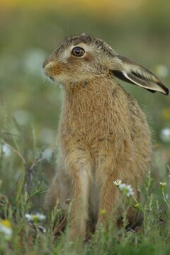 European brown hare (Lepus europaeus) juvenile baby leveret animal in grassland amongst summer flowers, England, United Kingdom
