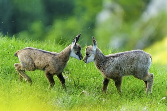Two young chamois in curious confrontation on a green meadow, chamois, chamois, (Rupicapra rupicaprae), wildlife, Vosges, France