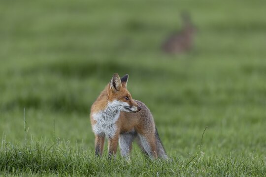Not every hunting attempt is crowned with success and a noise distracts the red fox (Vulpes vulpes) from its hunt, under observation, juvenile, half-grown, August, Germany