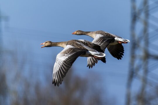 Two geese flying close together in the sky with a power pole in the background, grey goose (Anser anser), wildlife, Germany