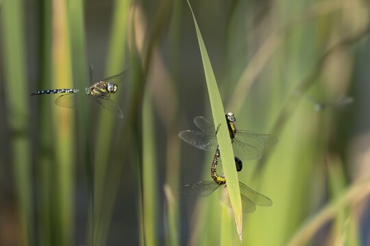 Migrant hawker (Aeshna mixta) dragonfly adult flying over a pond with two adults mating on a Common reed leaf, Suffolk, England, United Kingdom