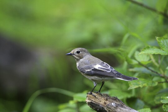 European Pied Flycatcher (Ficedula hypoleuca)