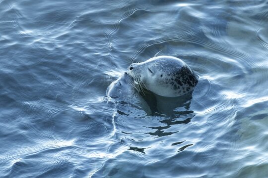 Harbor seal, phoca vitulina vitulina. Female seal and baby floating in the sea and watching. Forillon national park. Province of Quebec. Canada