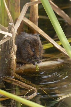 Water vole (Arvicola amphibius) adult rodent animal feeding on pondweed in a reedbed on a pond, England, United Kingdom