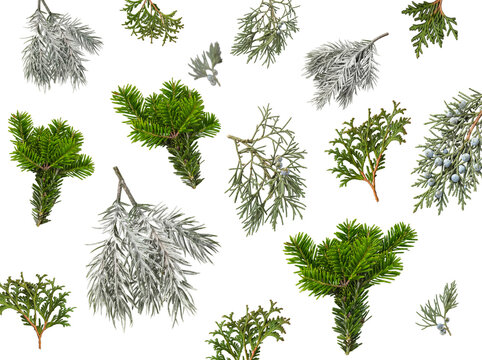 Collection of winter evergreen branches with juniper berries and frosted needles.