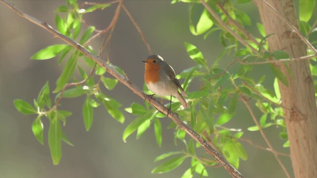 European Robin with Orange Breast Perched on Branch Among Fresh Green Leaves in Dappled Light