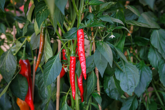 Chili peppers grow in garden under sunny weather in a warm season with careful attention