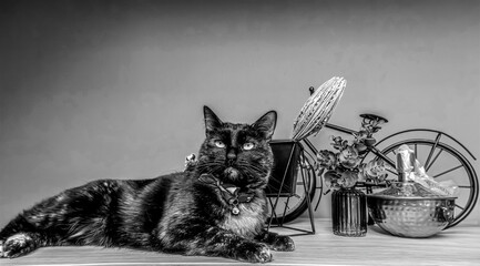 black and white photo of a cat © Robert