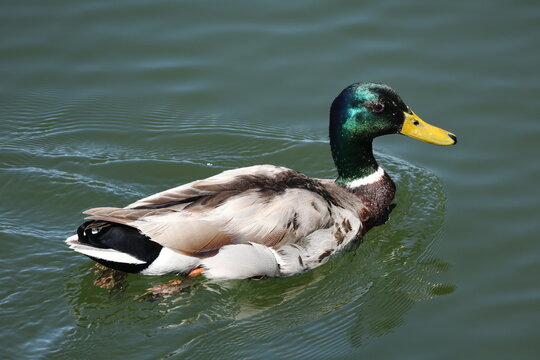 Male Mallard (Anas platyrhynchos) swimming across calm water with ripples trailing behind, displaying natural waterfowl behavior.
