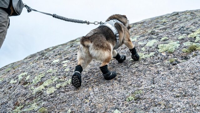 A realistic scramble on granite where a leashed dog in booties and a reflective harness steps up a sloped slab. Even light and crisp gear textures