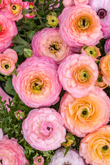 Bright ranunculus flowers in shades of pink and orange arranged together in a garden setting with green leaves © Fleuronica