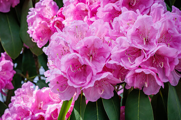 Fototapeta premium Rhododendron flowers bloom in a garden during springtime, showcasing bright colors and natural beauty
