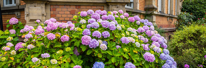 Obraz premium Flowers bloom outside a historic building during spring with various colors and a lush appearance