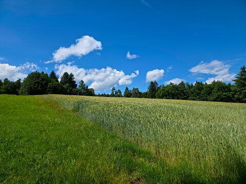 germany, endless grain field foreground beside forest edge beneath radiant blue sky and summer freshness
