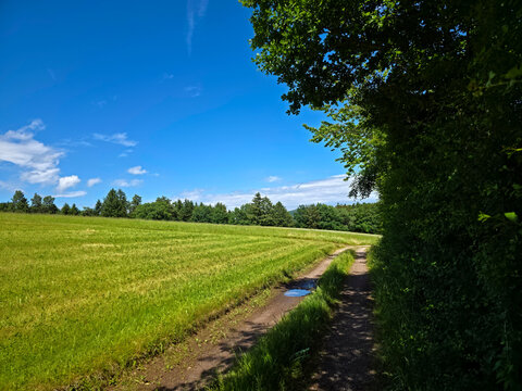 germany, straight hiking path with reflective puddles beside forest edge under brilliant summer sky