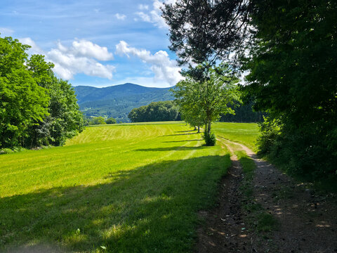 germany, straight hiking path leading toward mountains beside forest edge under bright summer daylight