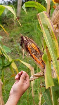 Farmer inspecting damaged corn on the cob in a field. Close-up of hands checking for crop disease or pest infestation. Essential footage for agriculture, farming challenges, and food security concepts