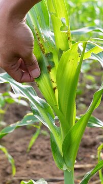 Hand inspecting damaged corn leaves eaten by fall armyworms in an agricultural farm, illustrating pest infestation and impact on crop health