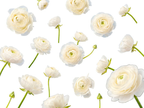 High-quality photograph of pristine white ranunculus flowers and buds, isolated on a transparent background.