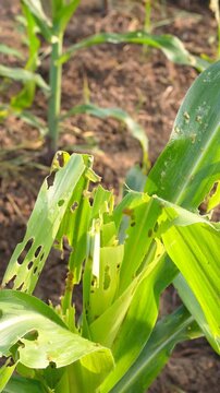 Hand inspecting damaged corn leaves eaten by fall armyworms in an agricultural farm, illustrating pest infestation and impact on crop health
