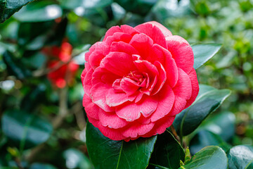 Fototapeta premium Bright pink flower blooms among green leaves in a garden during spring season